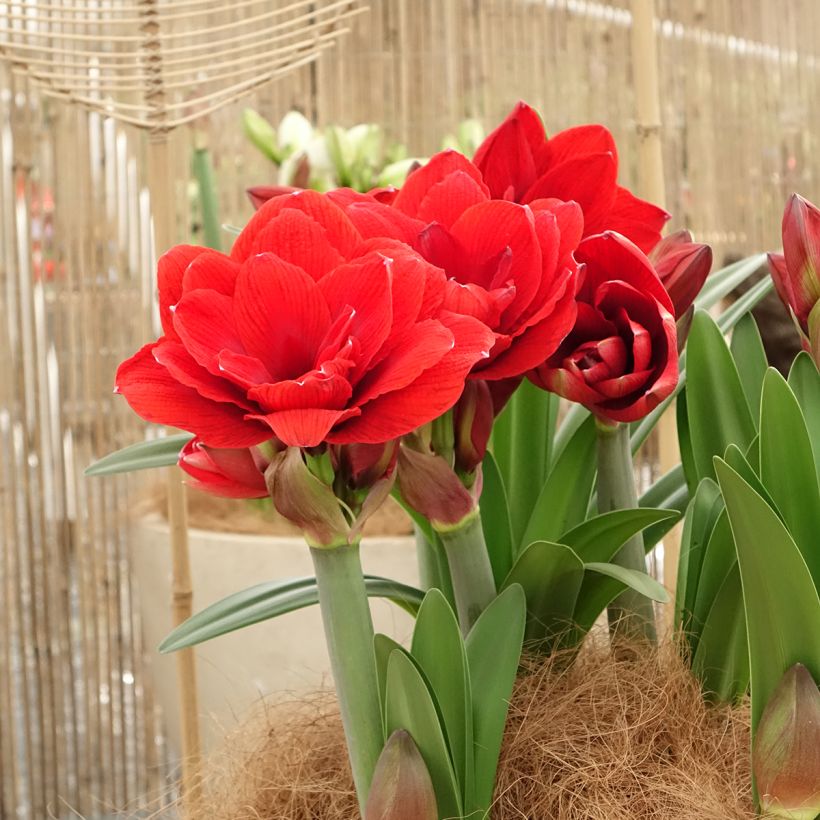 Hippeastrum Double Dragon -  Ritterstern (Wuchs)