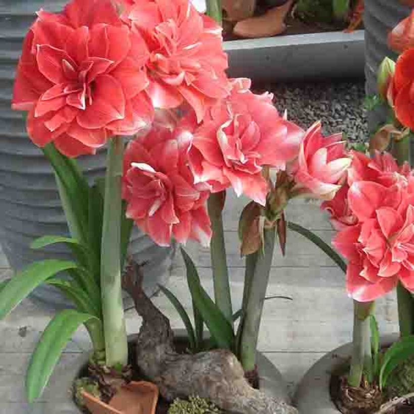 Hippeastrum Double Dream - Ritterstern (Wuchs)