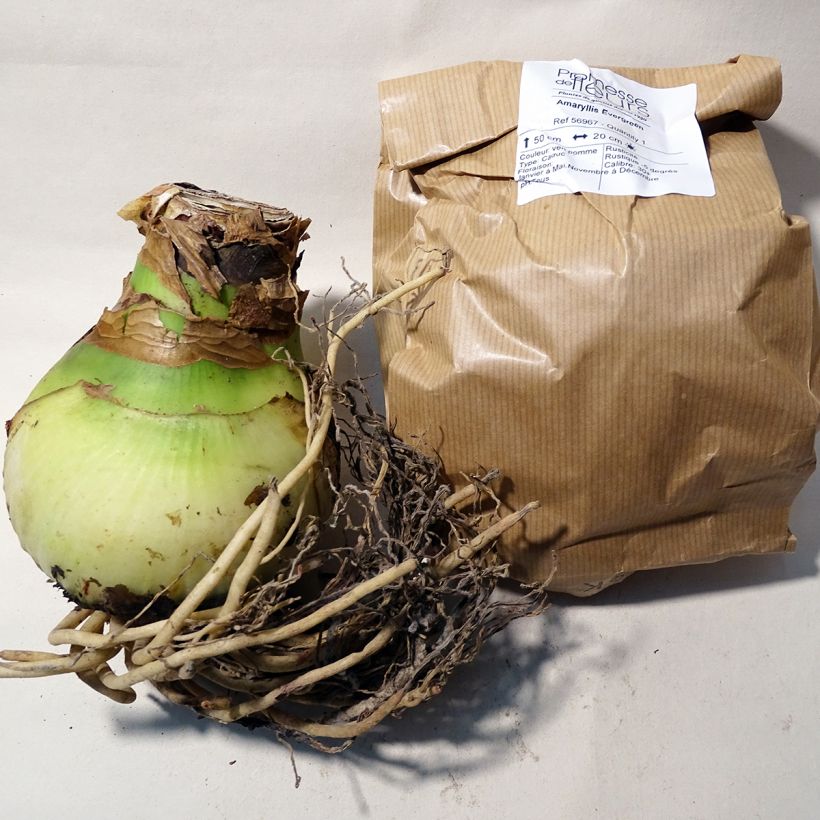 Beispiel eines Exemplars von Hippeastrum Evergreen - Ritterstern Zwiebel Kaliber/Größe 30/32 wie geliefert