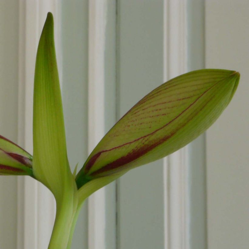 Amaryllis Exotic Star wird übersetzt als Ritterstern Exotic Star. (Laub)