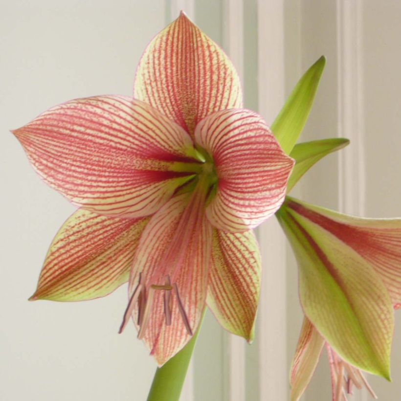 Amaryllis Exotic Star wird übersetzt als Ritterstern Exotic Star. (Blüte)