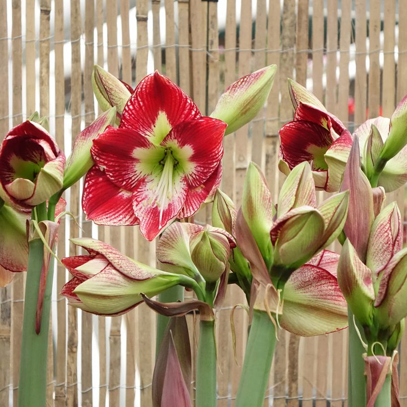 Hippeastrum Flamenco Queen - Ritterstern (Blüte)
