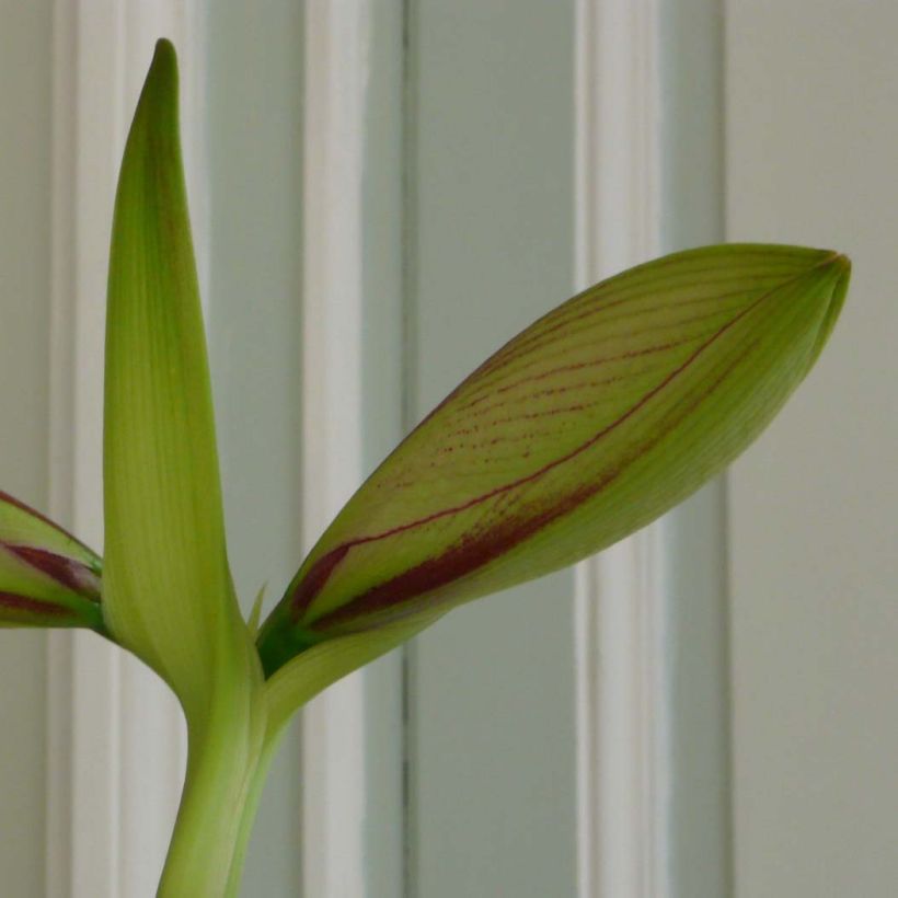 Amaryllis Neon calibre 28/30 (Laub)
