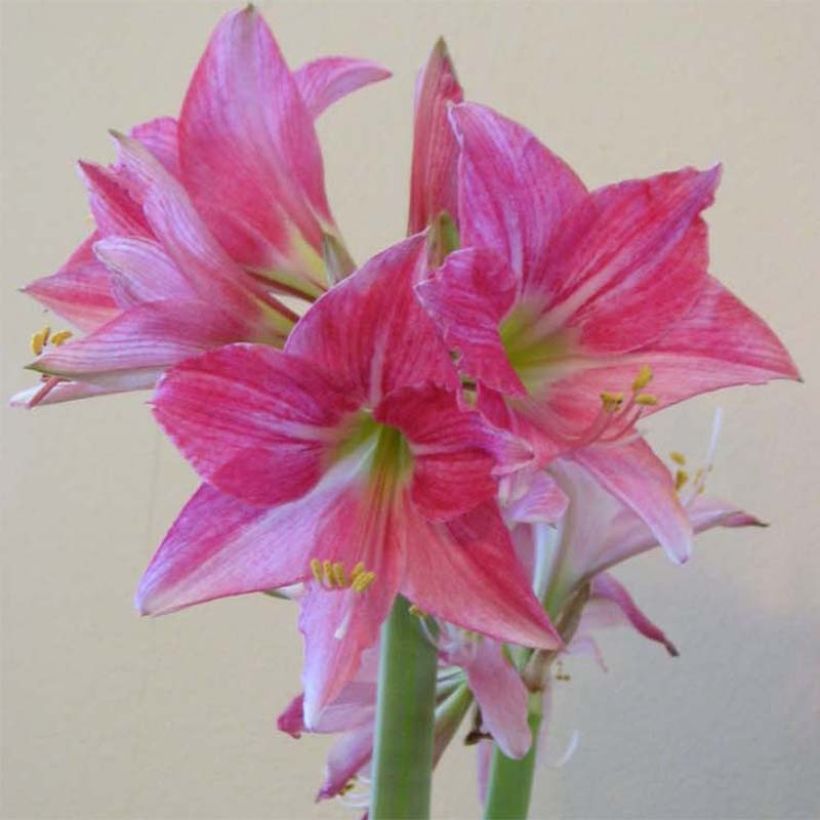 Amaryllis Neon calibre 28/30 (Blüte)