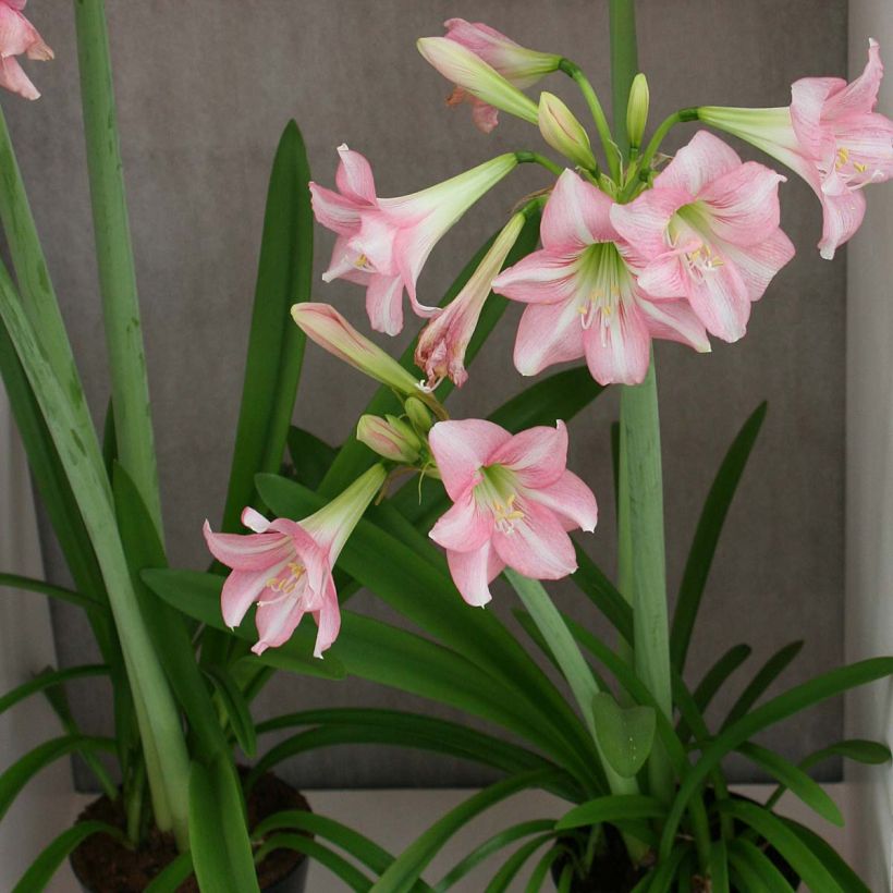 Hippeastrum Pink Rascal - Ritterstern (Wuchs)