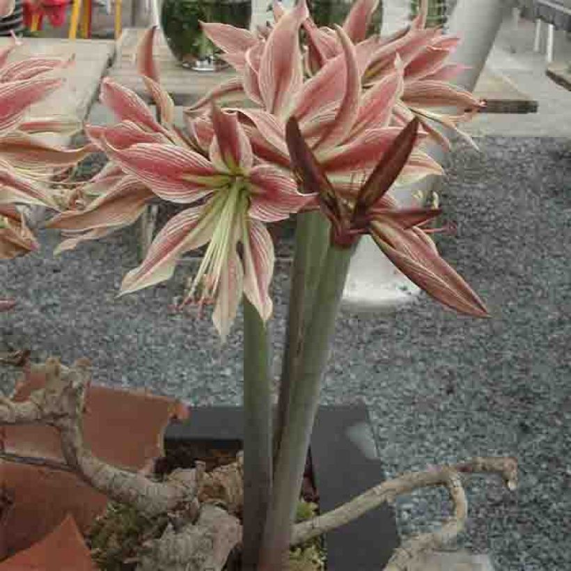 Hippeastrum Rio Negro - Ritterstern (Wuchs)