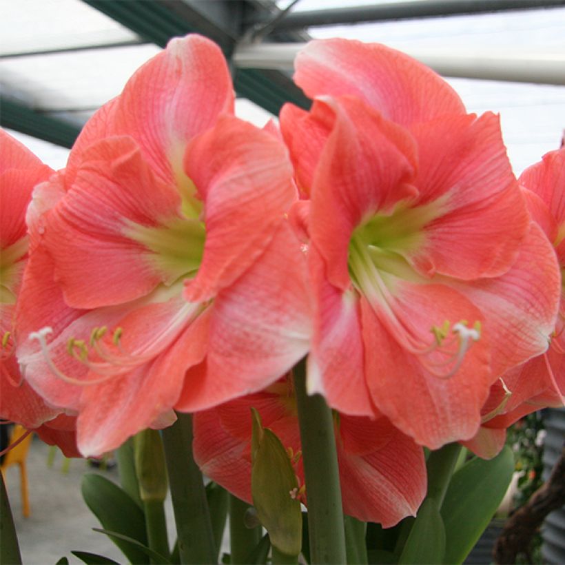 Hippeastrum Rosalie - Ritterstern (Blüte)
