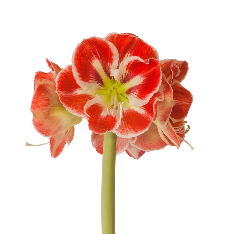 Hippeastrum Samba - Ritterstern (Blüte)