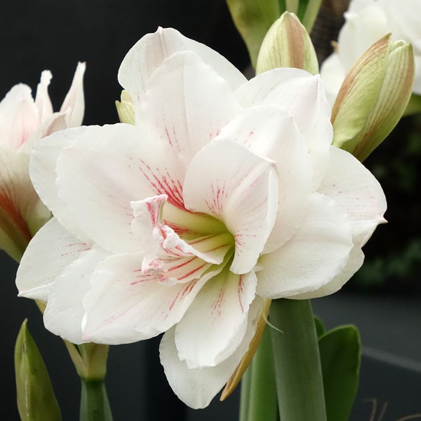 Hippeastrum Aquaro - Ritterstern (Blüte)