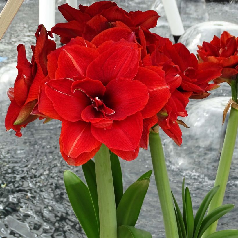 Amaryllis double Cherry Nymph (Blüte)