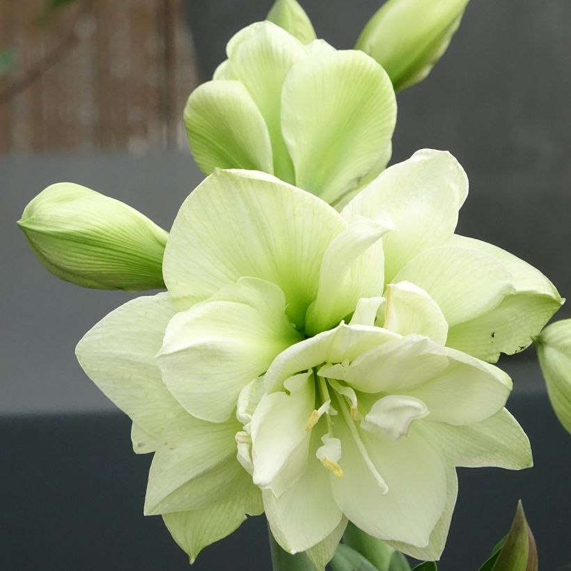 Hippeastrum Marilyn - Ritterstern (Blüte)
