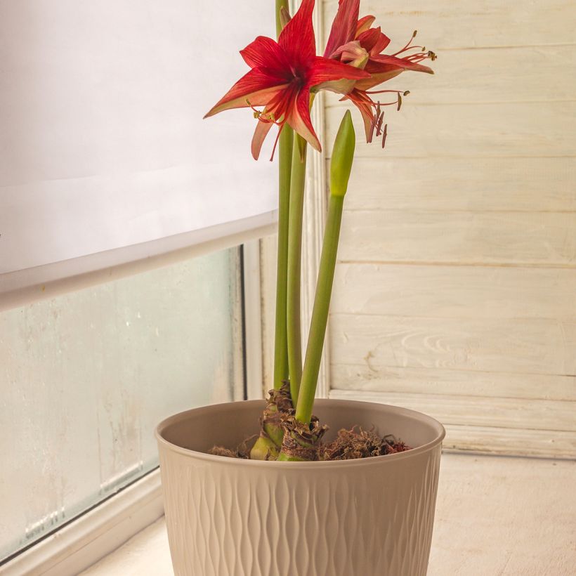 Hippeastrum Cybester Bogota - Ritterstern (Wuchs)
