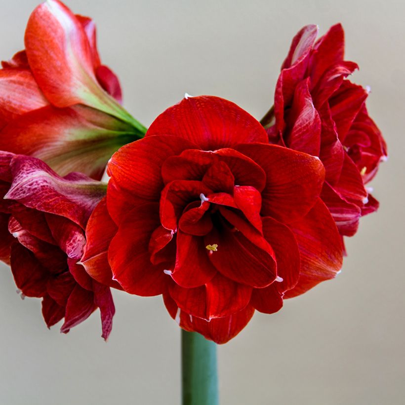 Hippeastrum Double Dragon -  Ritterstern (Blüte)