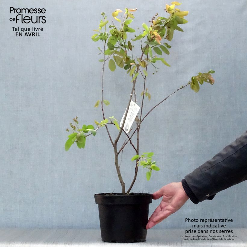 Example of Amelanchier laevis Ballerina - Kahle Felsenbirne Topf mit 3L/4L as you get in printemps