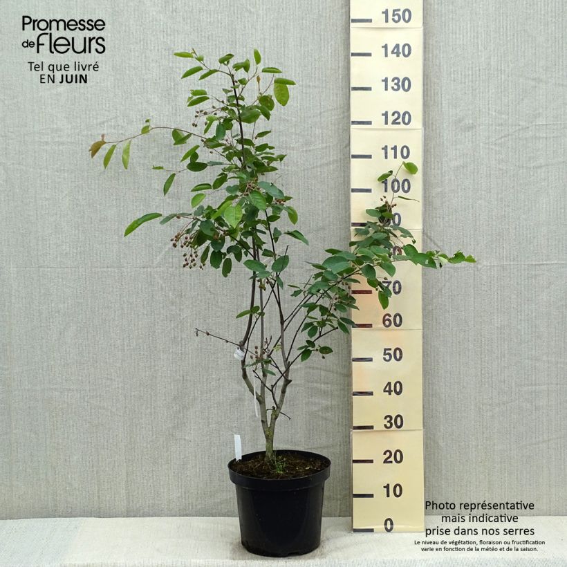 Example of Amelanchier laevis Ballerina - Kahle Felsenbirne Topf mit 7,5L/10L as you get in printemps