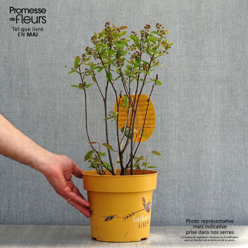 Example of Erlenblättrige Felsenbirne Saskatoon Berry - Amelanchier alnifolia Topf mit 4L/5L as you get in printemps