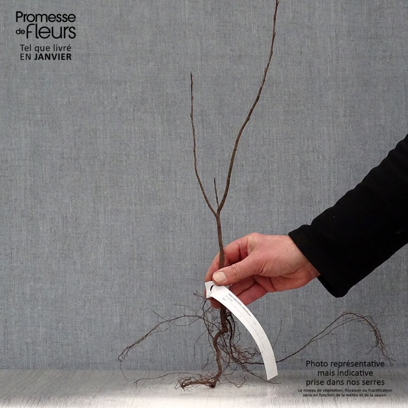 Exemplar von Amelanchier lamarckii - Amélanchier de Lamarck Petites Racines nues wie im Winter geliefert