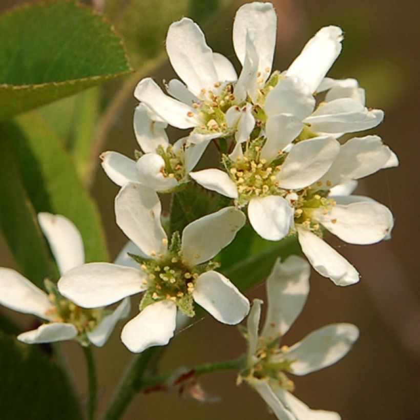 Amelanchier spicata - Ährige Felsenbirne (Flowering)