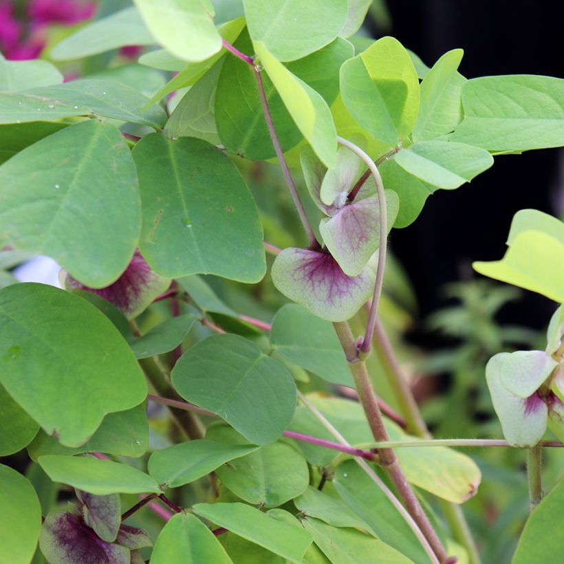 Amicia zygomeris - Jochblättrige Amicia (Laub)