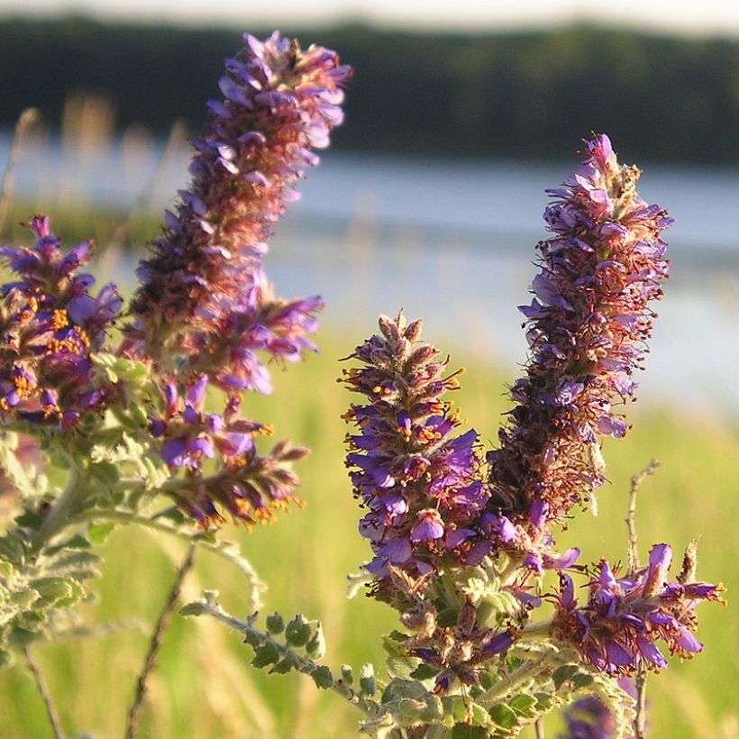 Amorpha canescens - Bleibusch (Flowering)