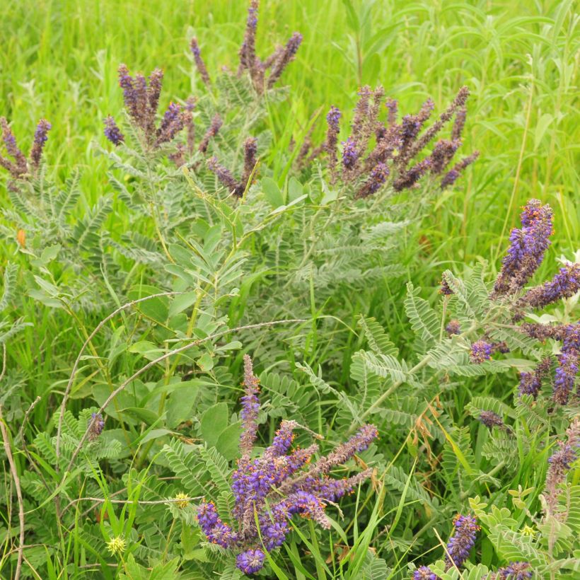 Amorpha canescens - Bleibusch (Plant habit)