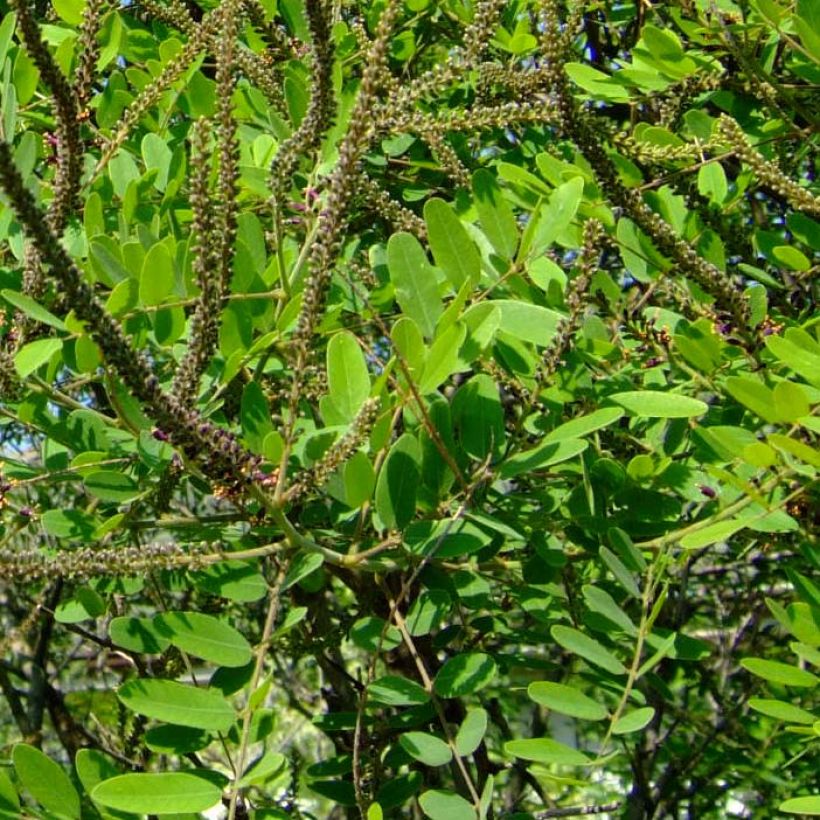 Amorpha ouachitensis (Laub)