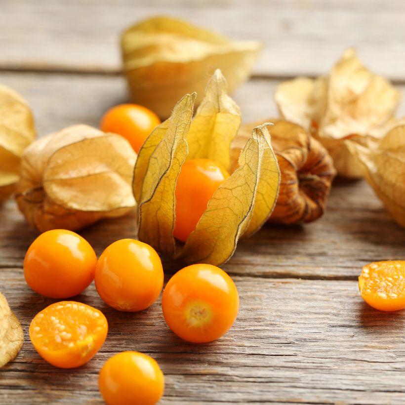 Physalis alkekengi var. franchetii - Lampionblume (Harvest)