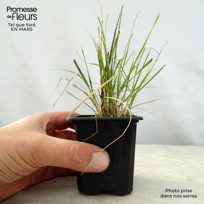 Example of Ampelodesmos mauritanicus Kleine Töpfe von 8/9 cm as you get in printemps