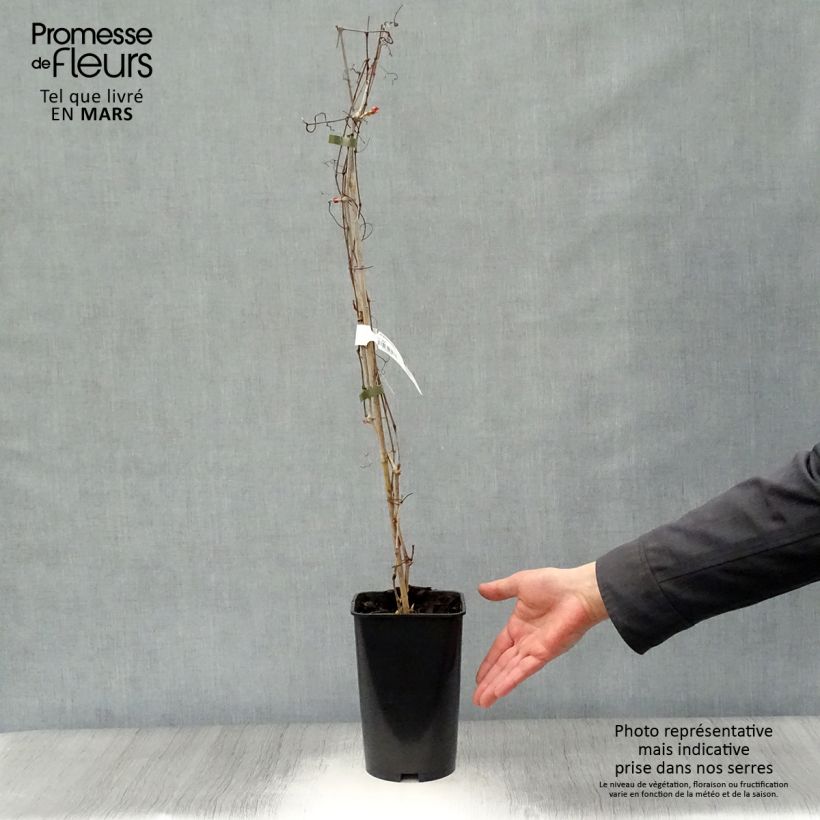 Exemplar von Ampelopsis aconitifolia - Scheinrebe Topf mit 2L/3L wie im Frühjahr geliefert