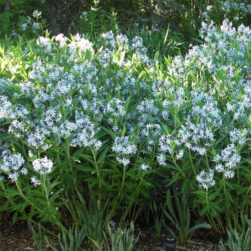 Amsonia ciliata - Amsonie (Wuchs)