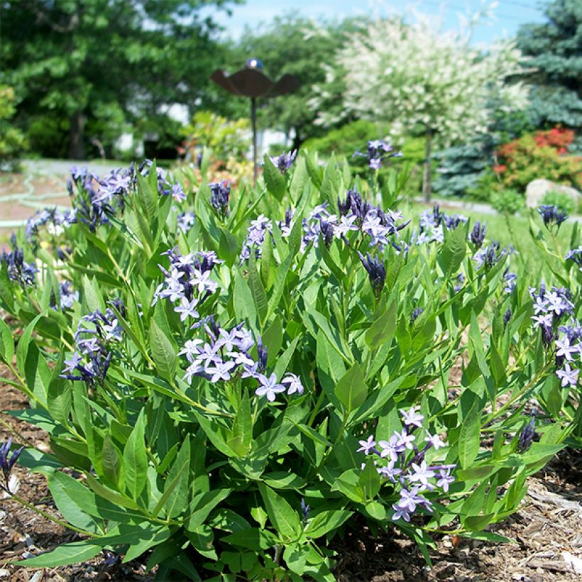Amsonia Blue Ice - Amsonie (Plant habit)