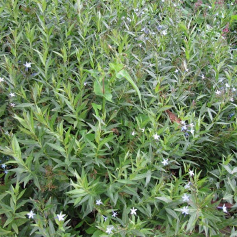 Amsonia orientalis - Amsonie (Foliage)
