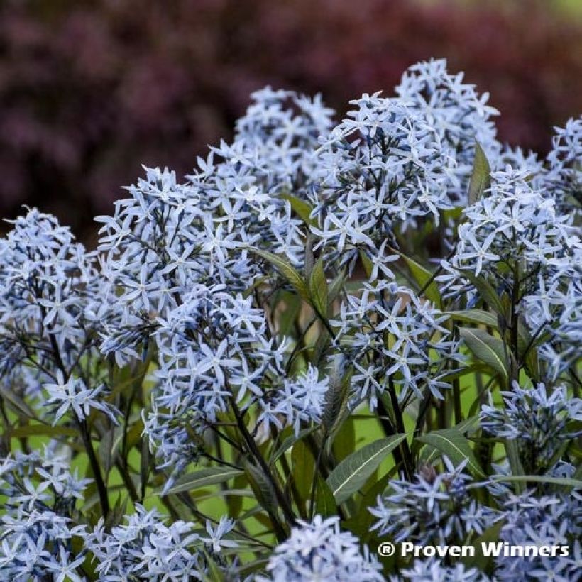 Amsonia tabernaemontana Storm Cloud - Amsonie (Flowering)