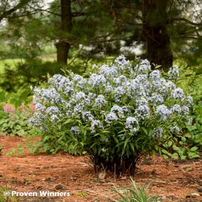 Amsonia tabernaemontana Storm Cloud - Amsonie (Plant habit)