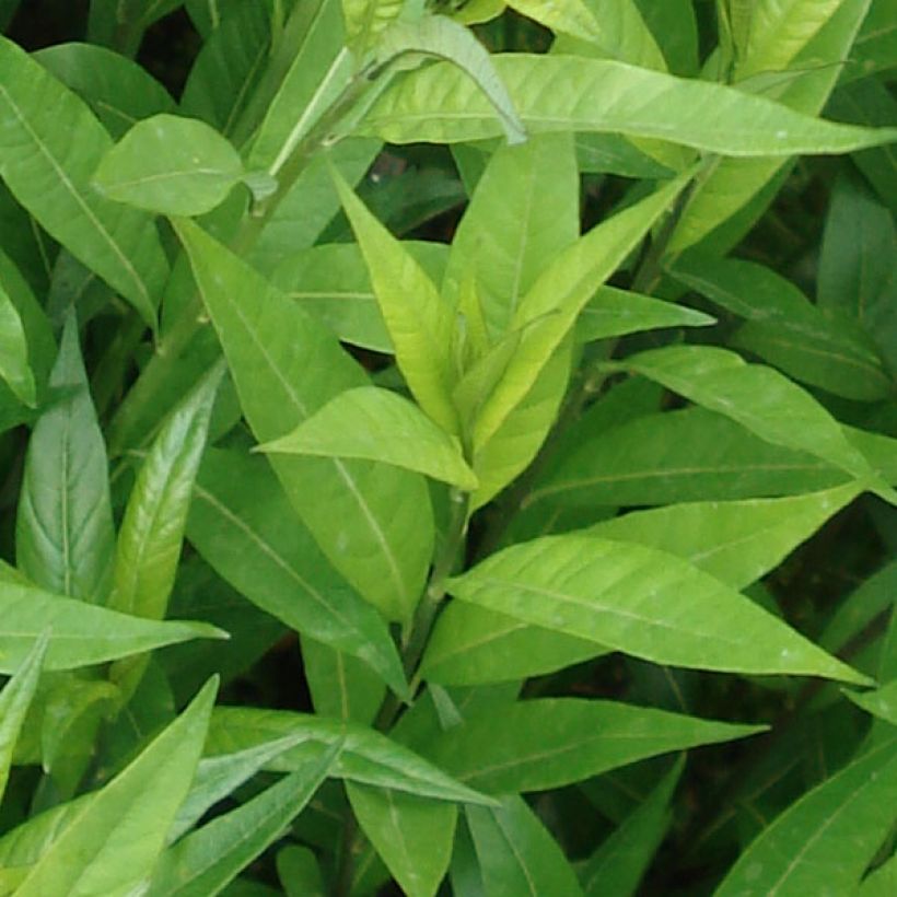 Amsonia tabernaemontana var. salicifolia - Amsonie (Foliage)