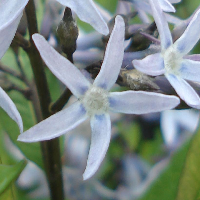 Amsonia tabernaemontana var. salicifolia - Amsonie (Flowering)