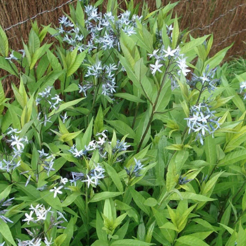 Amsonia tabernaemontana var. salicifolia - Amsonie (Plant habit)