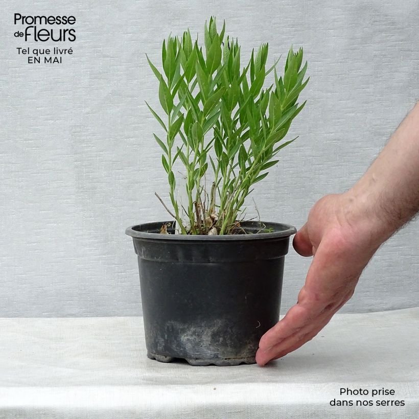 Example of Amsonia Blue Ice - Amsonie Kleine Töpfe von 8/9 cm as you get in printemps