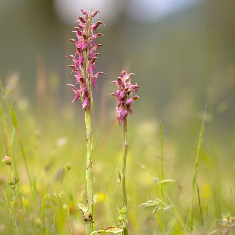 Anacamptis sancta - Heiliges Knabenkraut (Plant habit)
