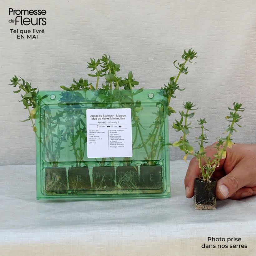 Exemplar von Anagallis monelli subsp linifolia Skylover - Leinblättriger Gauchheil Mini-Plug Ø 3/4 cm wie im Frühjahr geliefert