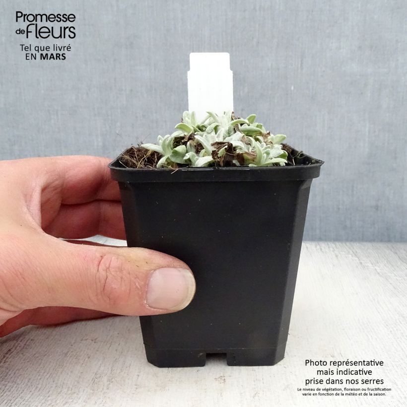 Example of Anaphalis margaritacea Neuschnee - Großes Perlkörbchen Kleine Töpfe von 8/9 cm as you get in printemps