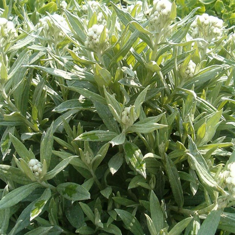 Anaphalis triplinervis Sommerschnee - Himalaya-Perlkörbchen (Wuchs)