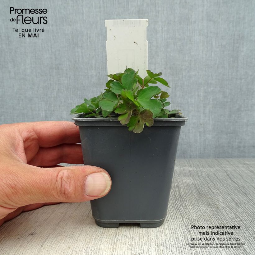 Example of Aquilegia sibirica - Sibirische Akelei Kleine Töpfe von 8/9 cm as you get in printemps