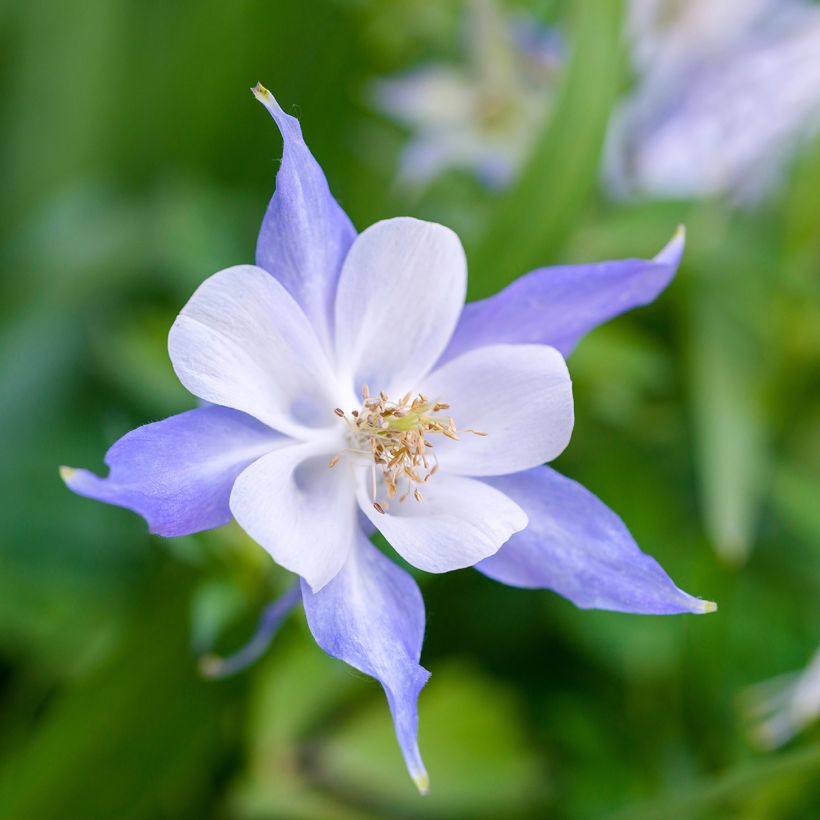 Aquilegia Blue Star - Garten-Akelei (Flowering)