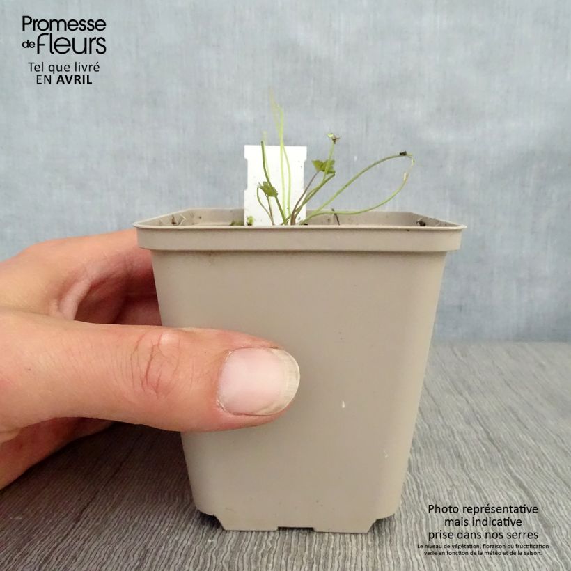 Exemplar von Aquilegia viridiflora Chocolate Soldier - Akelei Kleine Töpfe von 8/9 cm wie im Frühjahr geliefert