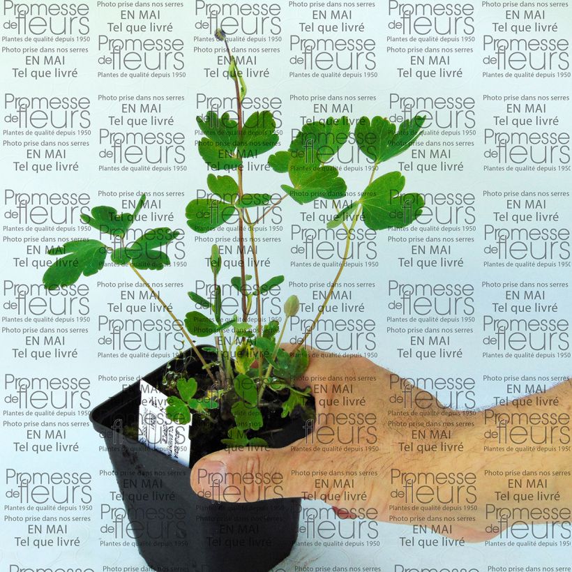 Beispiel eines Exemplars von Aquilegia Clementine Dark Purple - Garten-Akelei Kleine Töpfe von 8/9 cm wie geliefert