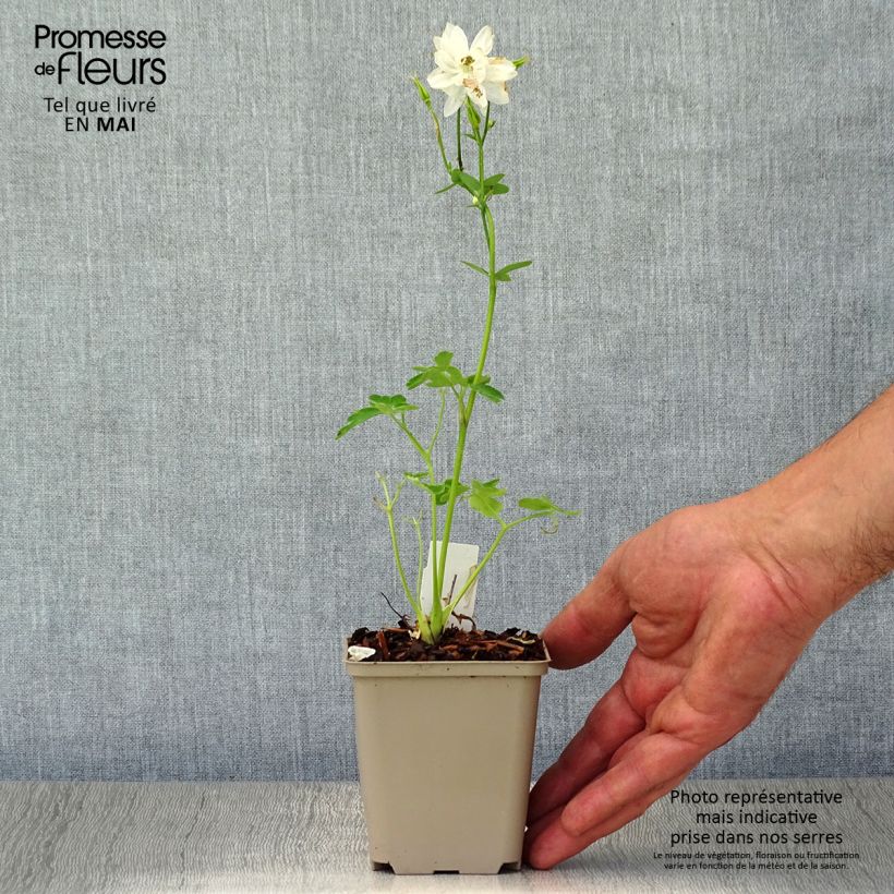 Exemplar von Aquilegia Clementine White - Garten-Akelei Kleine Töpfe von 8/9 cm wie im Frühjahr geliefert