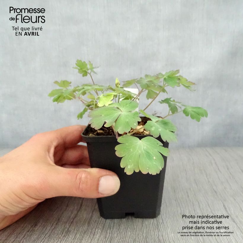 Exemplar von Aquilegia Rotstern (Crimson Star) - Langspornige Akelei Kleine Töpfe von 8/9 cm wie im Frühjahr geliefert