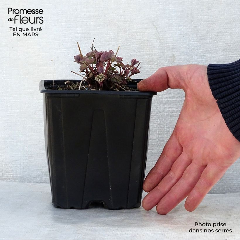 Exemplar von Aquilegia Rotstern (Crimson Star) - Langspornige Akelei Topf mit 2L/3L wie im Frühjahr geliefert