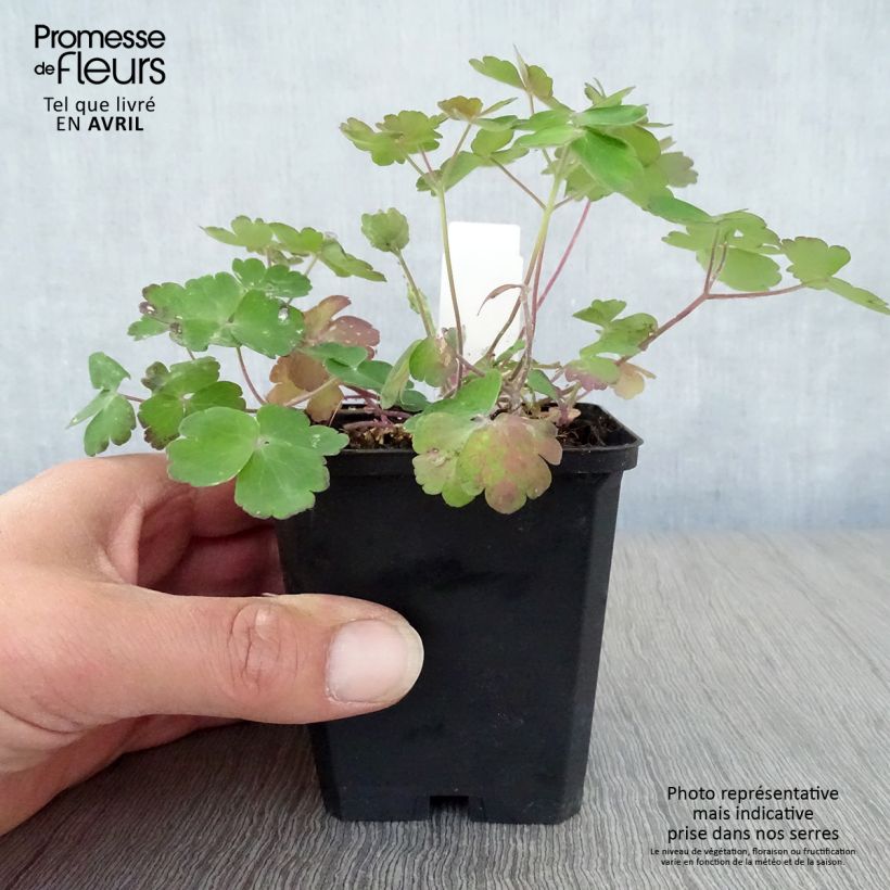 Example of Aquilegia Blue Barlow - Garten-Akelei Kleine Töpfe von 8/9 cm as you get in printemps